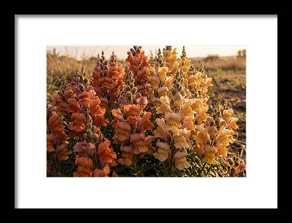 Snapdragon Spikes In Gradient Colors