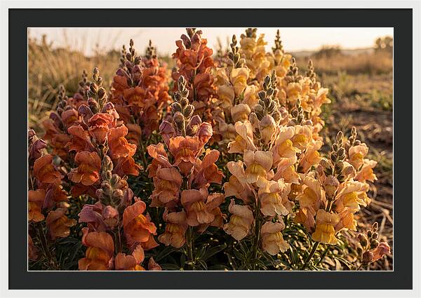 Snapdragon Spikes In Gradient Colors