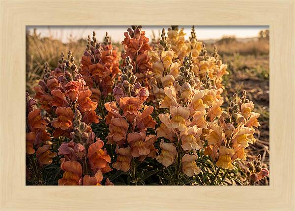 Snapdragon Spikes In Gradient Colors