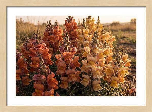 Snapdragon Spikes In Gradient Colors
