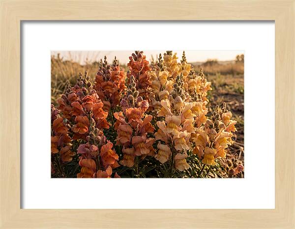 Snapdragon Spikes In Gradient Colors