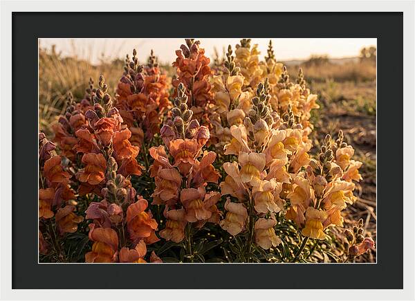 Snapdragon Spikes In Gradient Colors