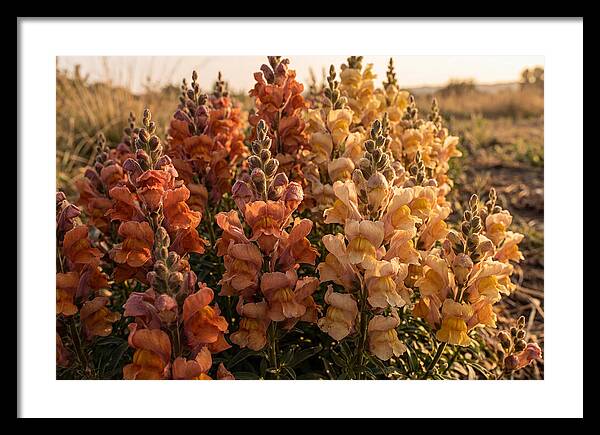 Snapdragon Spikes In Gradient Colors