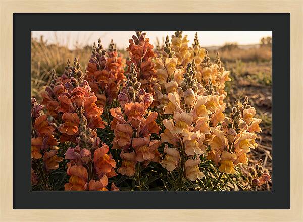 Snapdragon Spikes In Gradient Colors