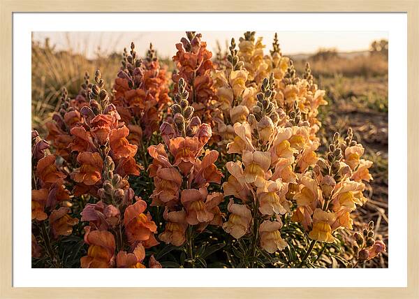Snapdragon Spikes In Gradient Colors
