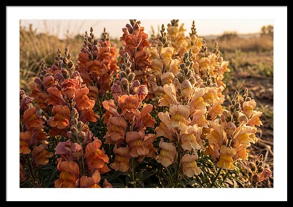 Snapdragon Spikes In Gradient Colors