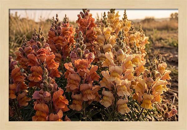 Snapdragon Spikes In Gradient Colors
