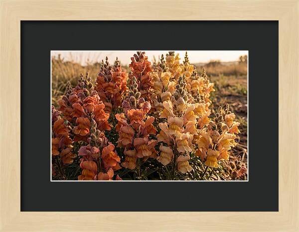 Snapdragon Spikes In Gradient Colors