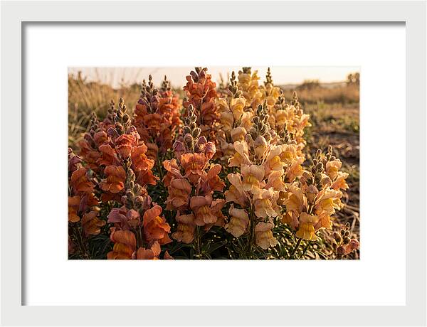 Snapdragon Spikes In Gradient Colors
