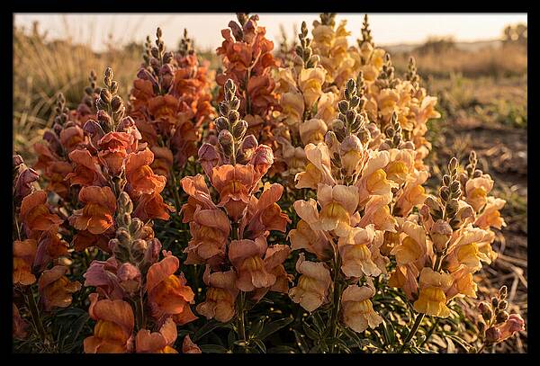Snapdragon Spikes In Gradient Colors