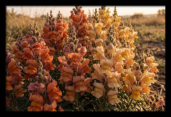 Snapdragon Spikes In Gradient Colors