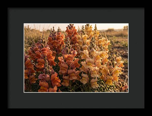 Snapdragon Spikes In Gradient Colors