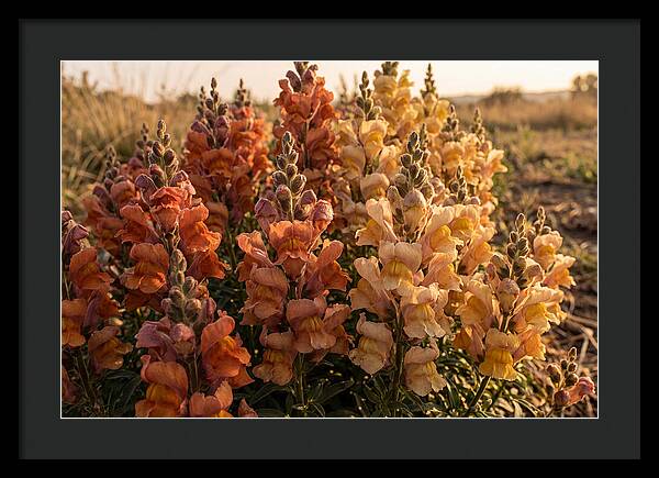 Snapdragon Spikes In Gradient Colors