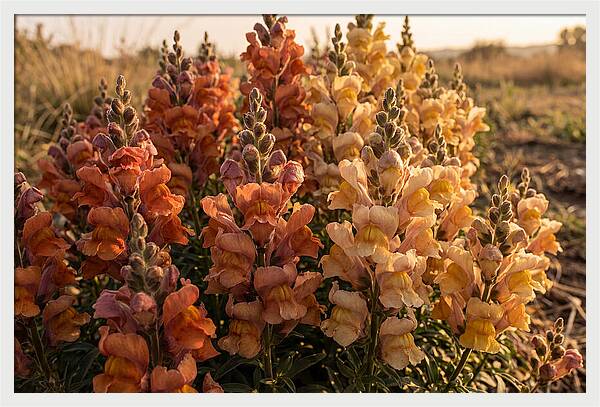 Snapdragon Spikes In Gradient Colors