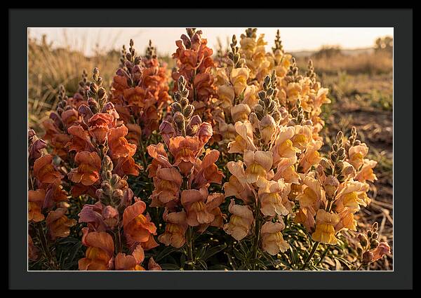 Snapdragon Spikes In Gradient Colors