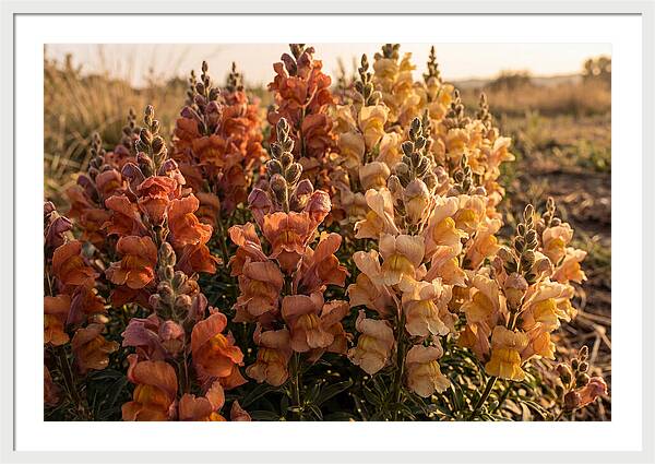 Snapdragon Spikes In Gradient Colors