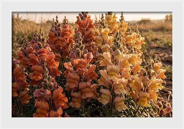 Snapdragon Spikes In Gradient Colors