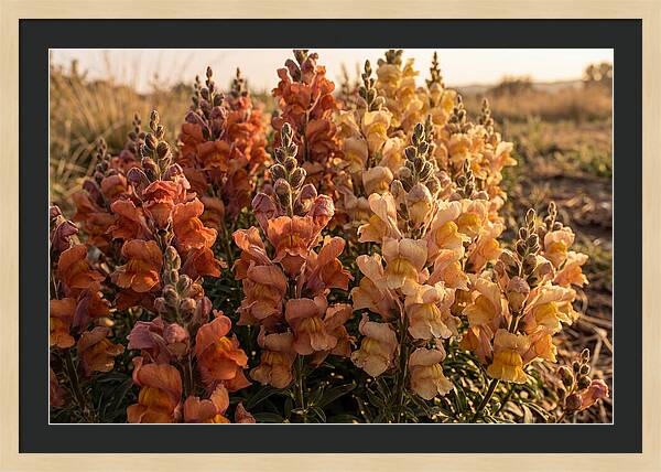 Snapdragon Spikes In Gradient Colors