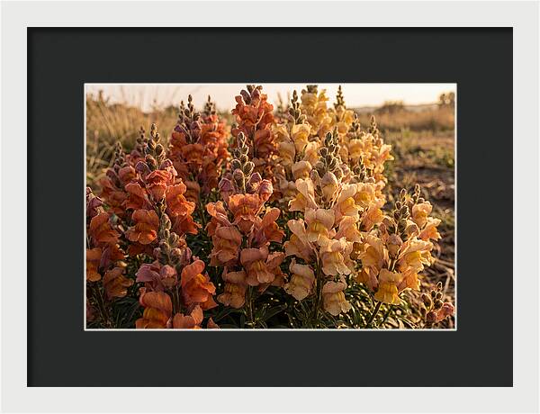 Snapdragon Spikes In Gradient Colors