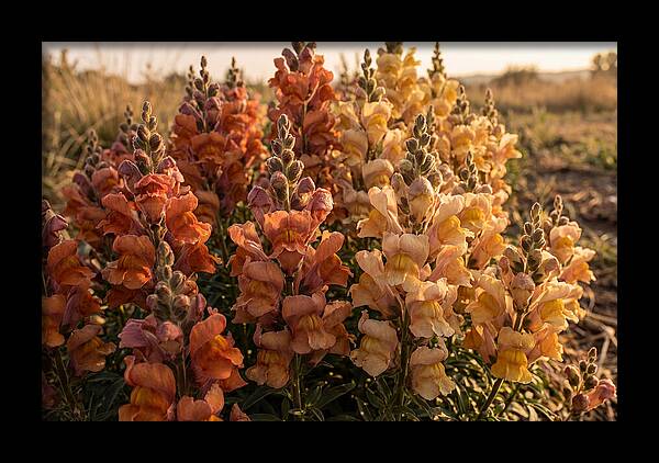 Snapdragon Spikes In Gradient Colors