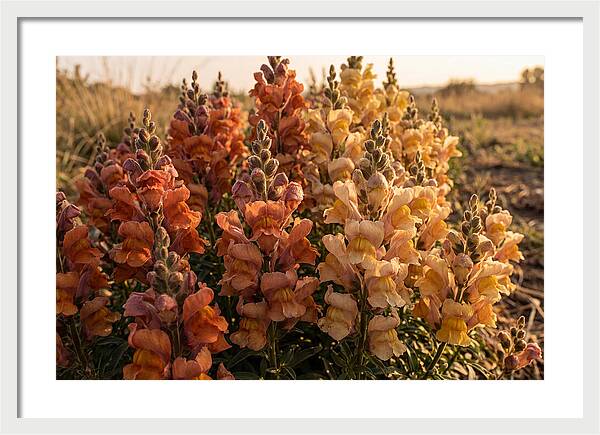 Snapdragon Spikes In Gradient Colors