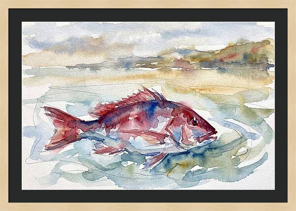 Snapper Swimming In Serenity