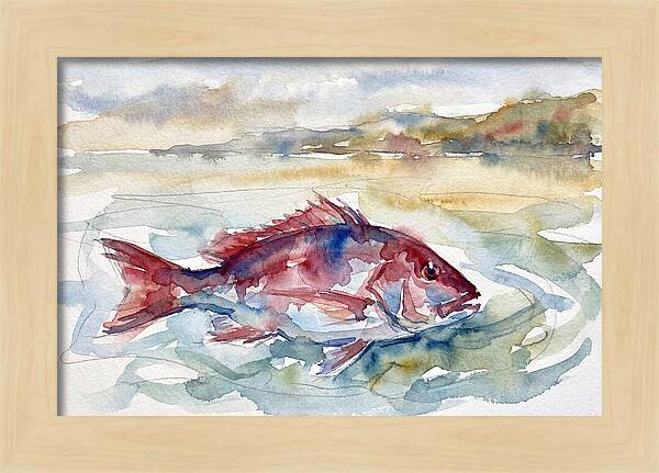 Snapper Swimming In Serenity