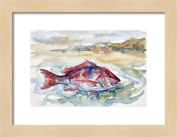 Snapper Swimming In Serenity