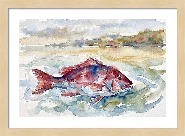 Snapper Swimming In Serenity