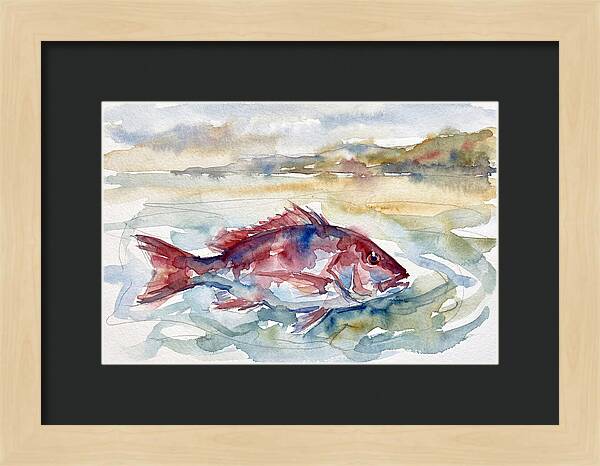 Snapper Swimming In Serenity
