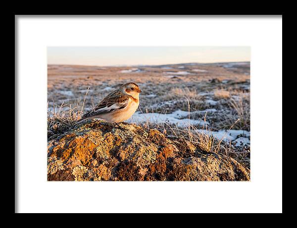 Snow Bunting On Arctic Rock
