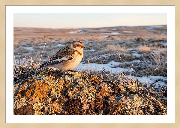 Snow Bunting On Arctic Rock