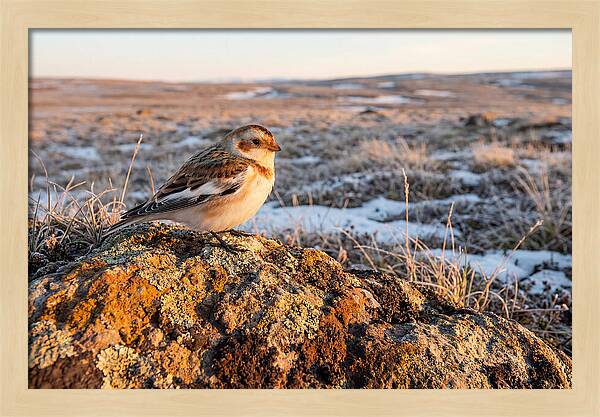 Snow Bunting On Arctic Rock