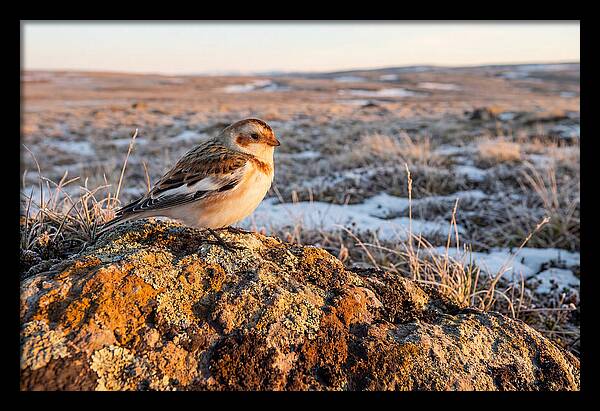Snow Bunting On Arctic Rock