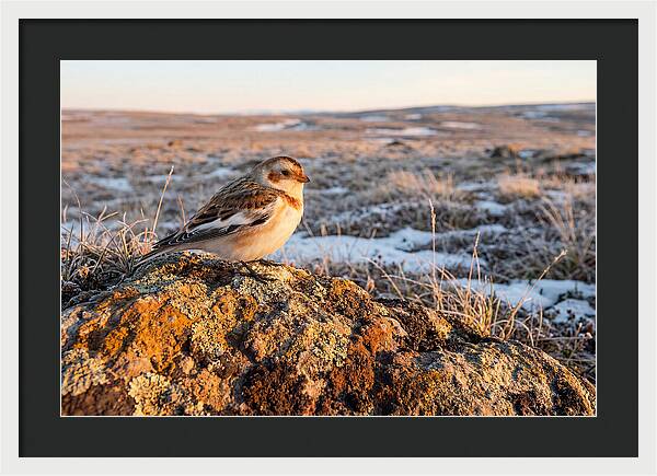 Snow Bunting On Arctic Rock