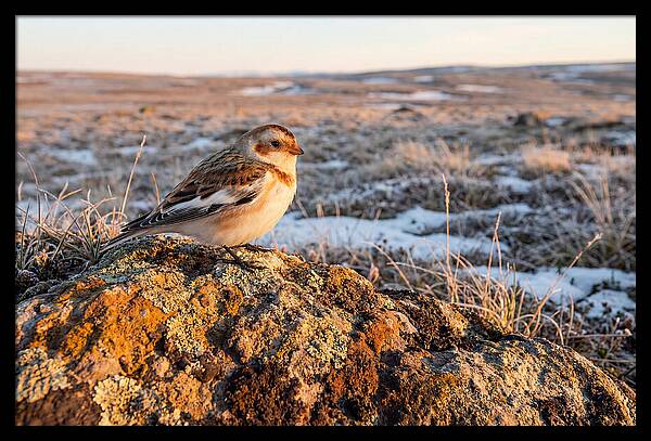 Snow Bunting On Arctic Rock