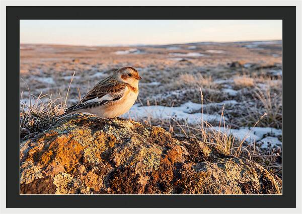 Snow Bunting On Arctic Rock