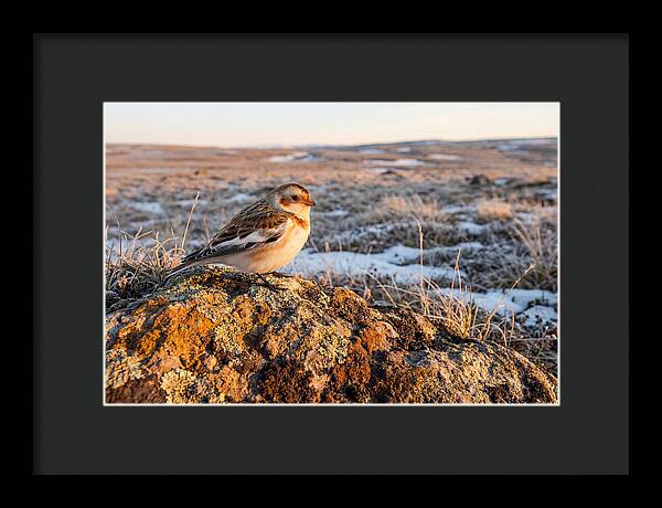 Snow Bunting On Arctic Rock
