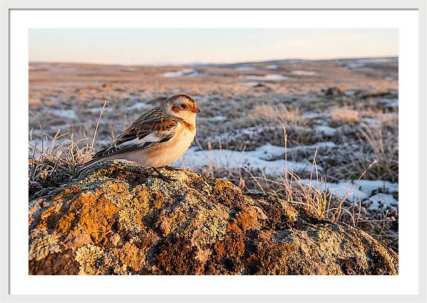 Snow Bunting On Arctic Rock