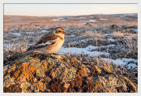 Snow Bunting On Arctic Rock