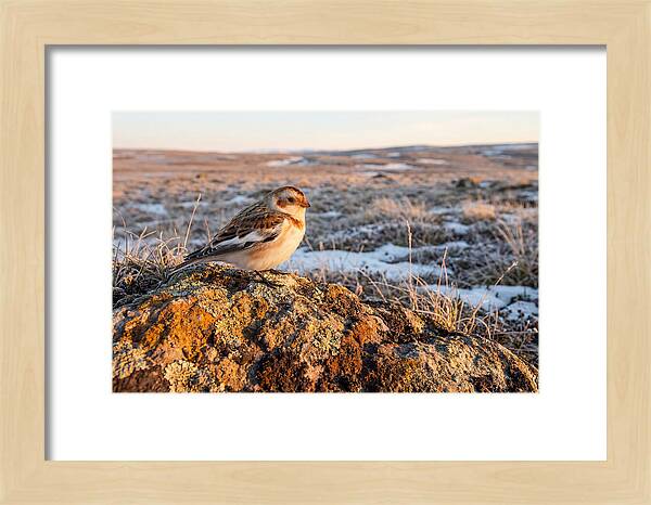 Snow Bunting On Arctic Rock