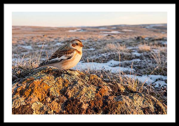 Snow Bunting On Arctic Rock