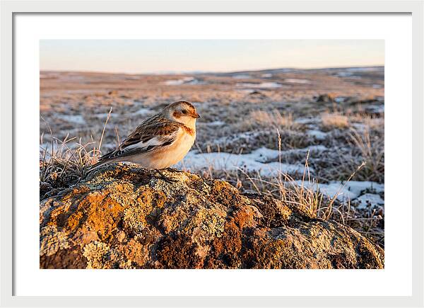 Snow Bunting On Arctic Rock