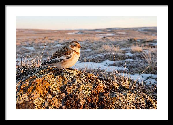 Snow Bunting On Arctic Rock