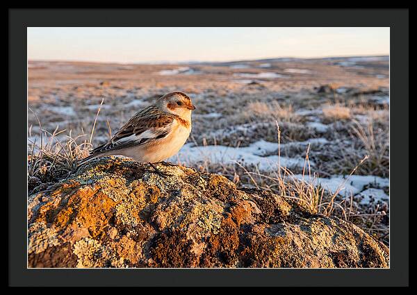 Snow Bunting On Arctic Rock