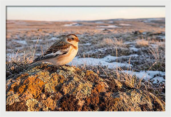 Snow Bunting On Arctic Rock