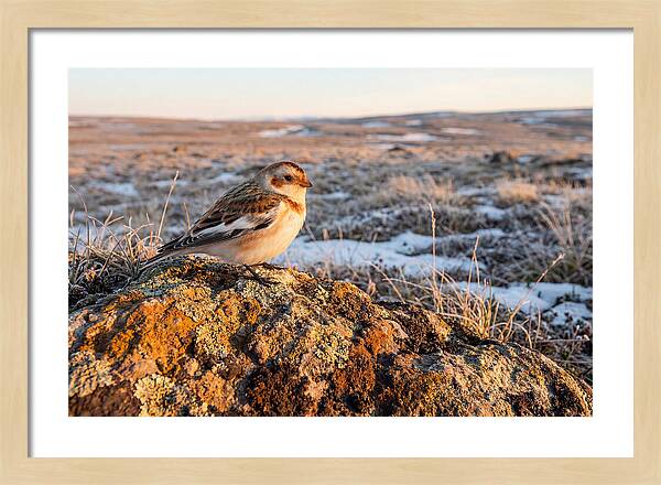 Snow Bunting On Arctic Rock