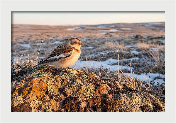 Snow Bunting On Arctic Rock