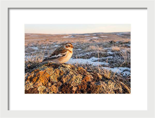 Snow Bunting On Arctic Rock