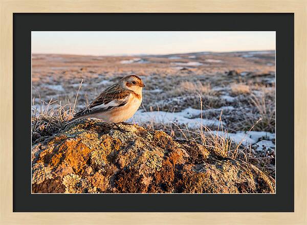 Snow Bunting On Arctic Rock